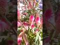 👉 PLANTA DE SOL PLENO ☀  MUITO LINDA 😍 #flawer #nature #naturelovers #garden  #pitaya