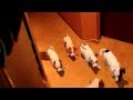 Five Jack Russell Terriers are meet their owner at home