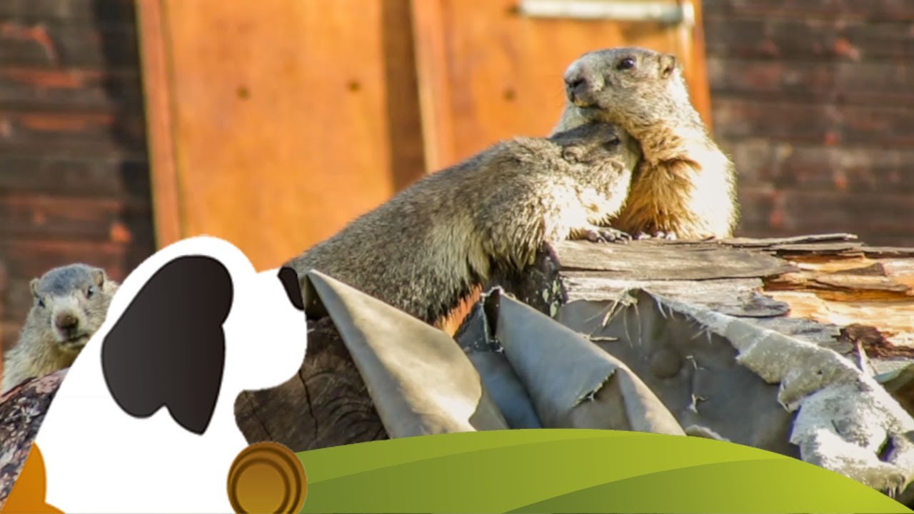 Murmeltiere und Rehbock auf der Guggialp