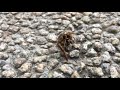 スズメバチにつかまってしまったトンボ