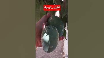 #قرآن_كريم#بصوت الشيخ_ياسر الدوسرى_سورة المائدة#اكسبلور #لايك #