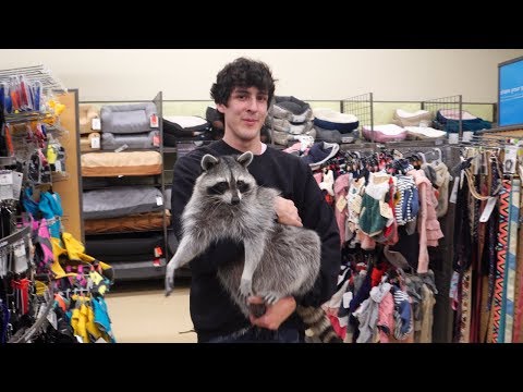 Video: Minnesota Raccoon Plijeni Nacionalnu Pažnju Smjelim Vragolijama