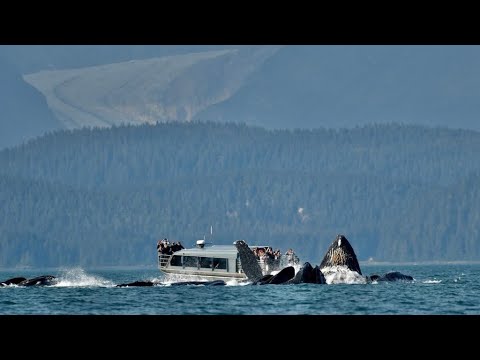 Humpback Whales Bubble Net Feeding Almost Eat My Boat!
