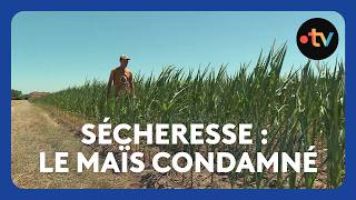 Canicule : les récoltes de maïs sont déjà perdues en Saône-et-Loire