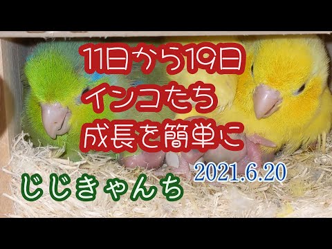 巣箱の中の様子ばかり🐣