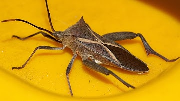 Crusader Bug (Mictis profana)
