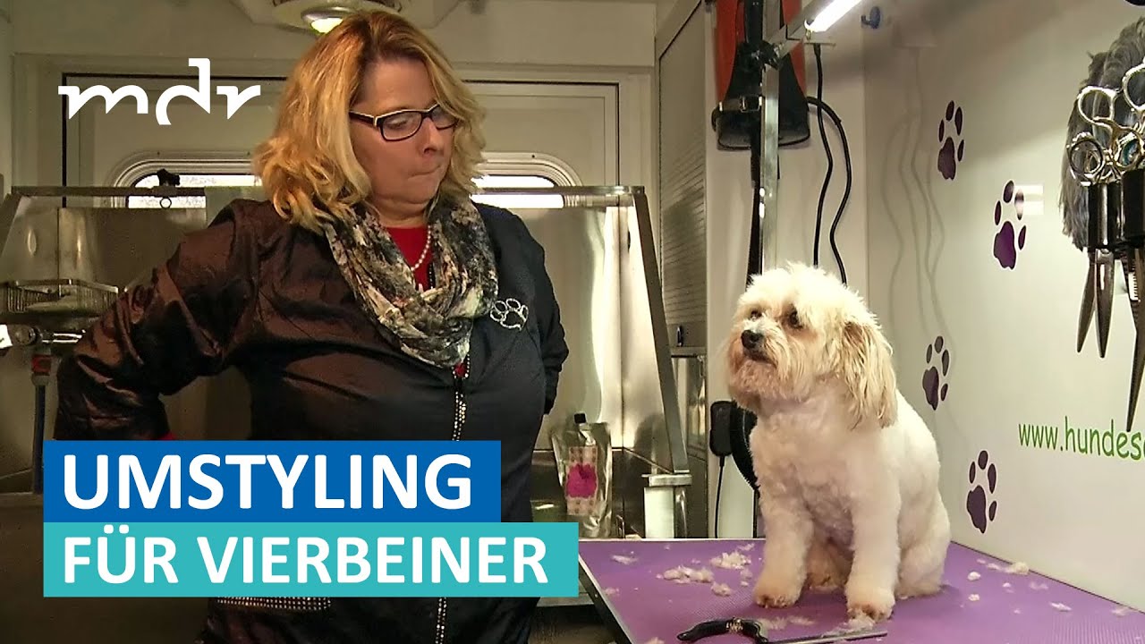 Mobiler Hundefriseur sorgt für flauschiges Fell | MDR um Zwei | MDR - YouTube