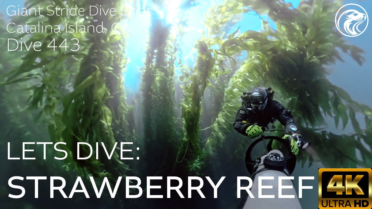 SCUBA Let's Dive: Strawberry Reef - Catalina Island, CA, 2025 - 4k