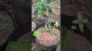 Download Lagu Peran penting unsur hara calsium pada cabe rawit #tanaman #pertanian #berkebun MP3 Download Lagu Peran penting unsur hara calsium pada cabe rawit #tanaman #pertanian #berkebun MP3