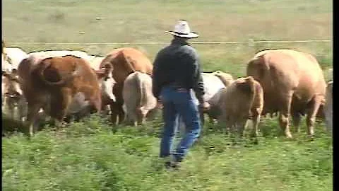 Low-Stress Cattle Handling for Productivity and Safety