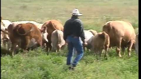 Low-Stress Cattle Handling for Productivity and Safety