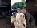 जय गो माता 😭🥺🐄#cowlover #sedstatus #delhi #youtube