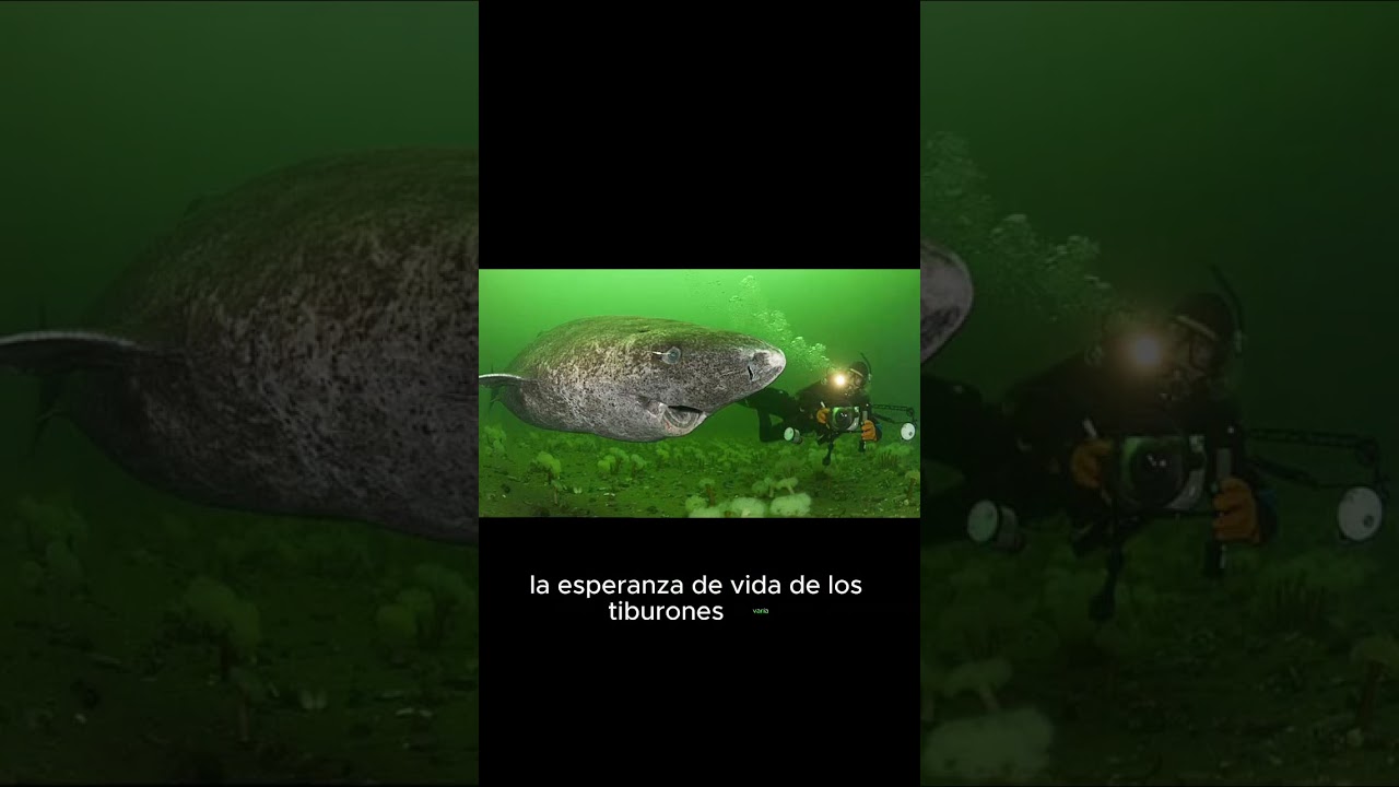 El tiburón más anciano del mundo. El tiburón de Groenlandia.