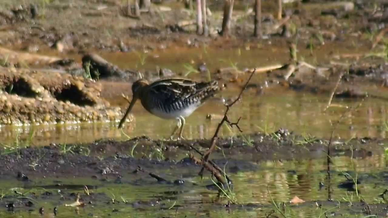 Common Snipe, Jamaica Bay Wildlife Refuge, NYC YouTube