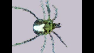 Basic video of what appears to be a mighty mite!