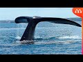 Maiores baleias do mundo  maiores do mundo