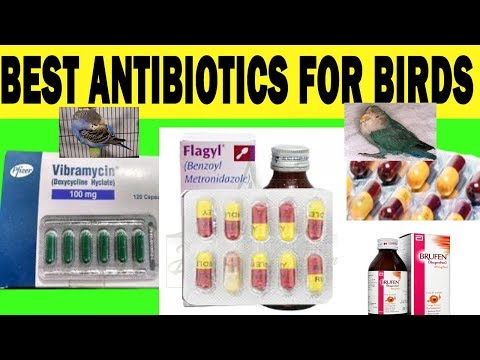 Best antibiotics for birds | budgie | cocktail | Java | Medicines for Cold Chest and Eye infection