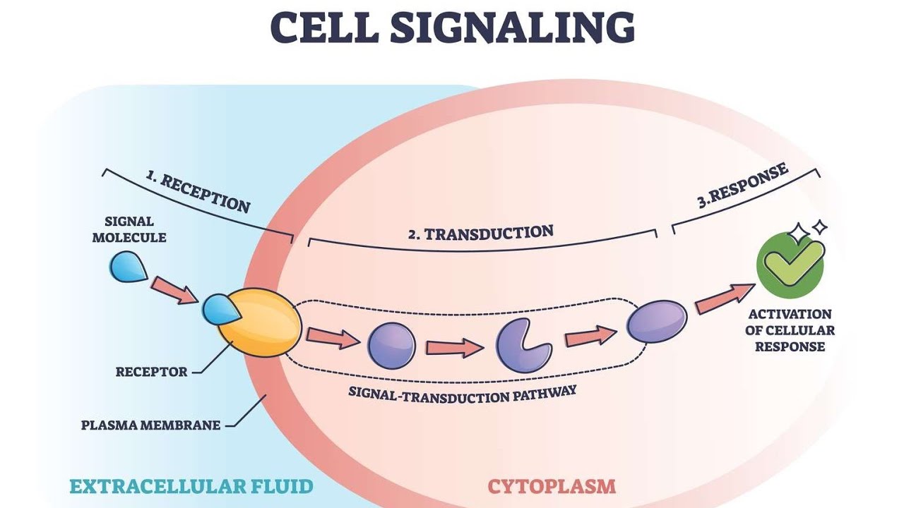 What is Cell signalling | Cell communication | Transduction pathway #biology #cellbiology 