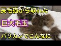 【激オコ暴れ猫】大量毛玉に我慢の限界、結局最後は・・・。閲覧注意