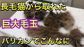 【激オコ暴れ猫】大量毛玉に我慢の限界、結局最後は・・・。閲覧注意