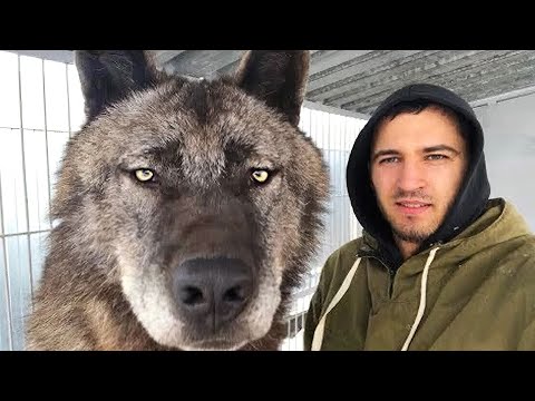 THE BIGGEST WOLF IN THE WORLD