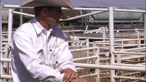 Curt Pate Low Stress Cattle Handling -  Part 3