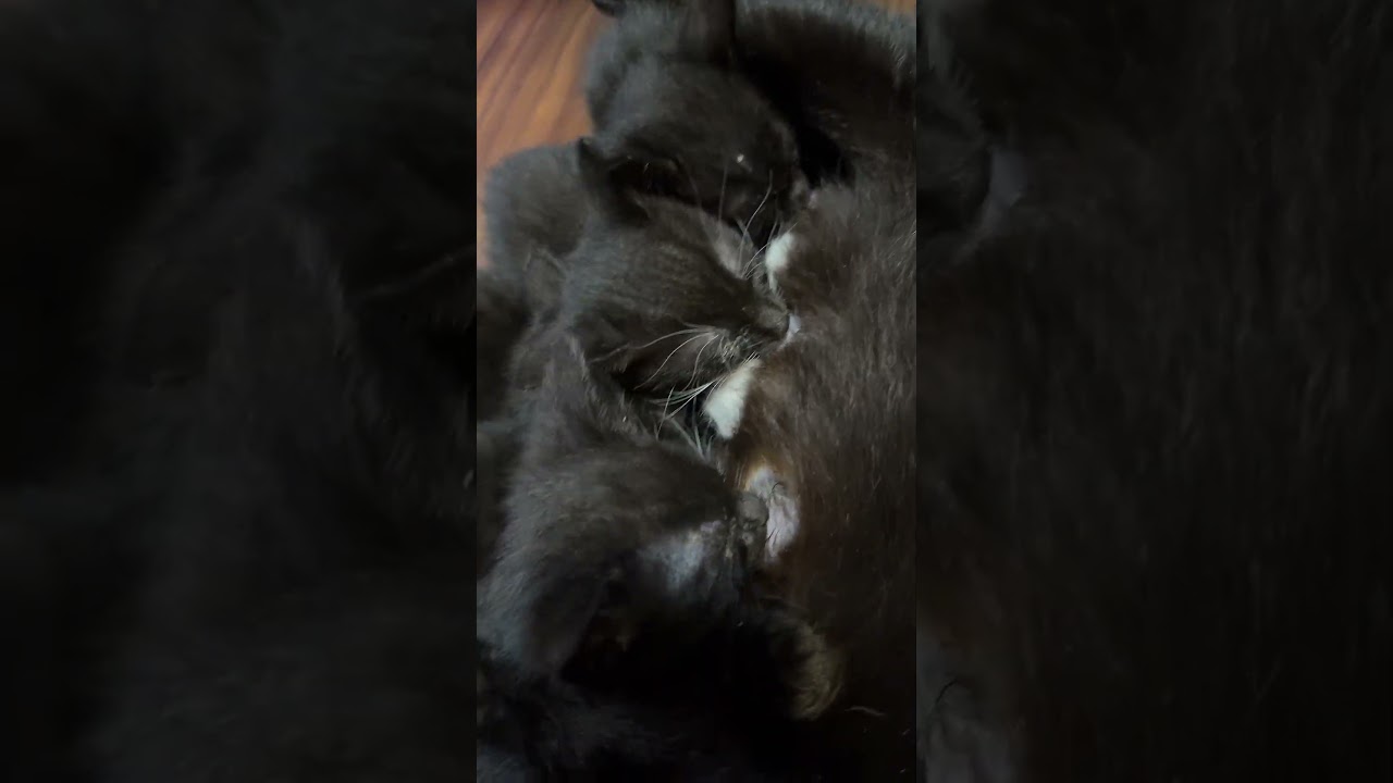 Chocoboom 30s Pet South QuotHot Boyquot Quang Ng Nhy Vi Bng - Video