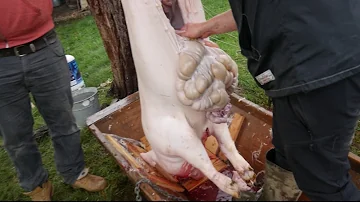 Comment bien tuer un cochon ?