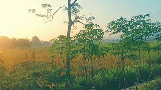 Pagi Pagi Liatin Sawah Sawah