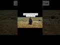 انضرو كيف نجى صغير الدب من الافتراس انضرو كيف نجى صغير الدب من الافتراس