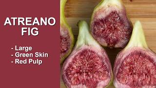 Atreano Fig Harvest and Taste Test in a Cool Climate