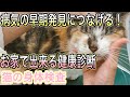 【飼い主さんにやってほしい】猫の病気の早期発見につなげる自宅でできる身体検査。動物病院の猫の健康診断を再現しましょう！