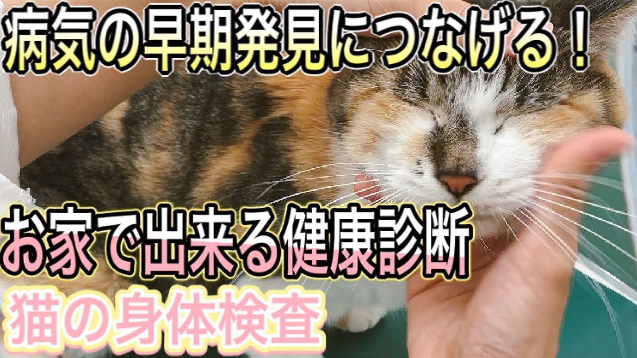 犬と猫の健康診断】知ってて欲しい健康診断を受ける時の注意事項 - YouTube