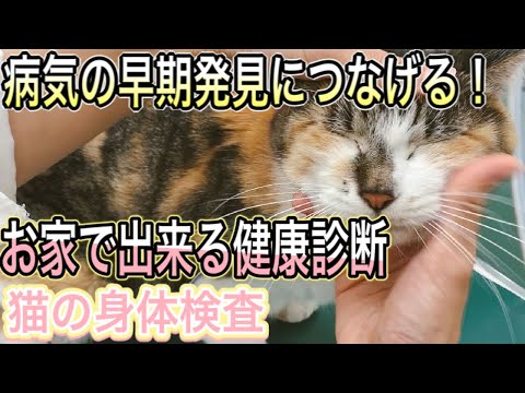 【飼い主さんにやってほしい】猫の病気の早期発見につなげる自宅でできる身体検査。動物病院の猫の健康診断を再現しましょう！