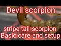 Scorpion enclourse setup  the devil scorpion  the stripe tailed scorpion  scorpion