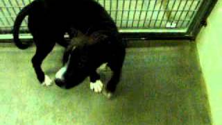 Meet Jessica A Terrier Pit Bull Currently Available For Adoption At Petango 10122011 15948