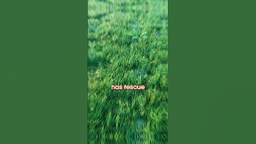 Summer Mowing Height for Fescue Lawns