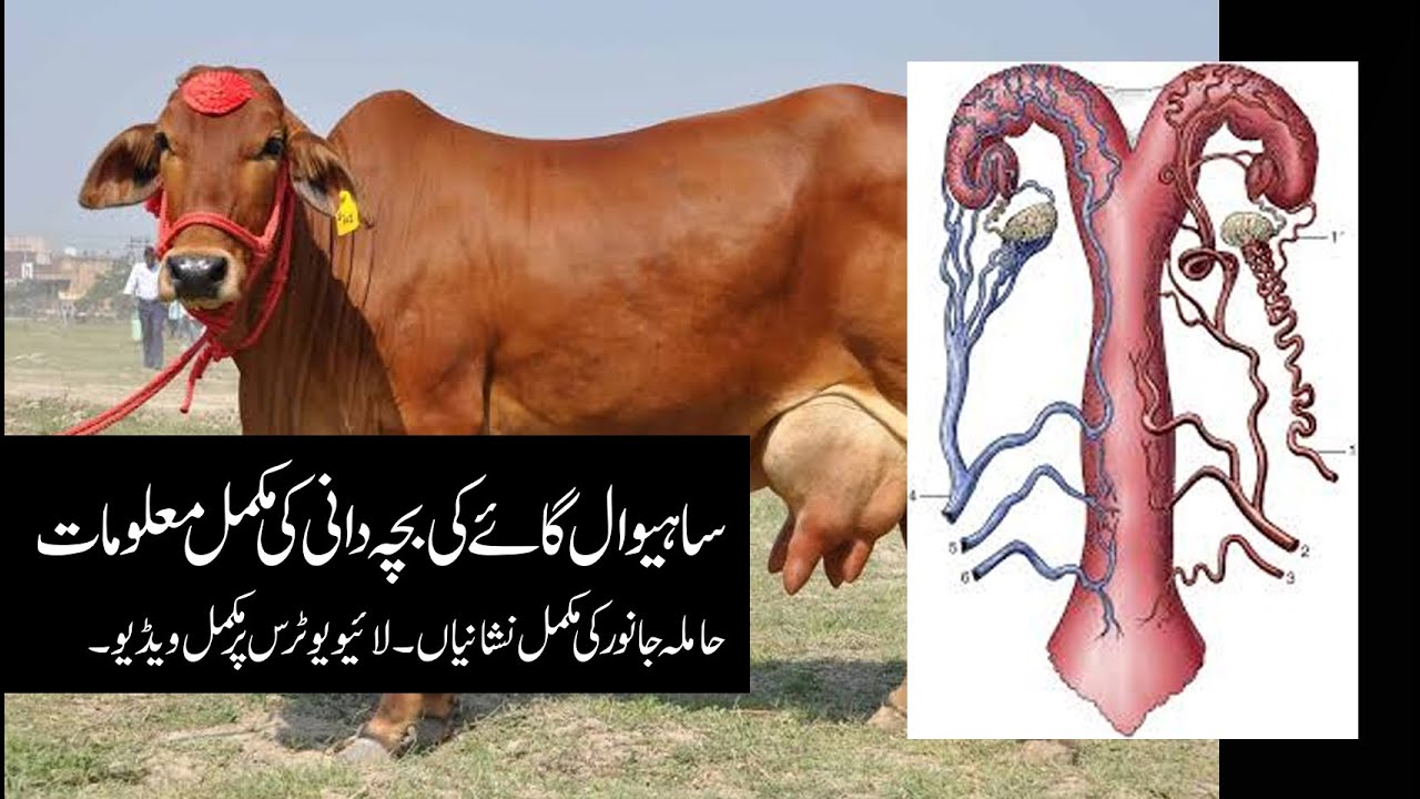 Anatomy of cow Uterus || Normal Uterus || Live Uterus || study of Horn ...