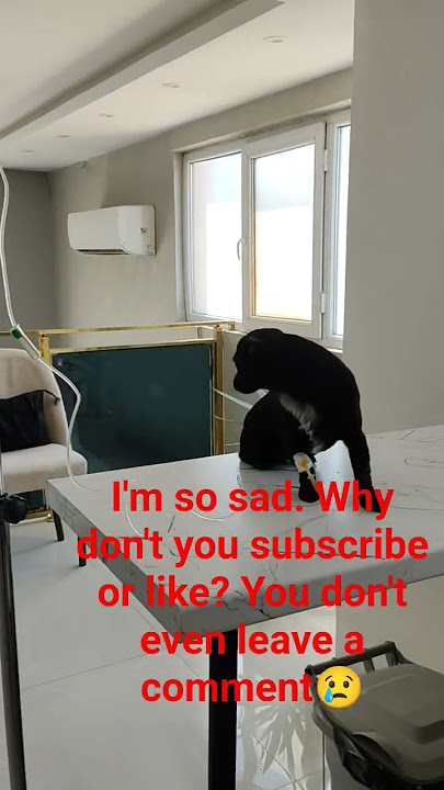 Can you please subscribe and like?😢🙏🏻 #funny #baby #animals #dog #shorts #dogcat #puppy #pets #cat