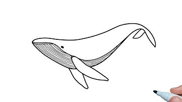 How to draw a Humpback Whale easy step by step for beginners