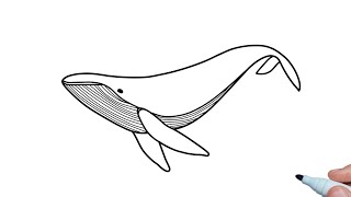 How to draw a Humpback Whale easy step by step for beginners