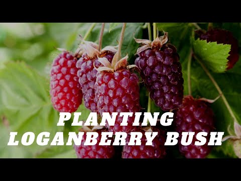 Video: Penjagaan Tumbuhan Loganberry - Petua Untuk Menanam Loganberi Di Taman