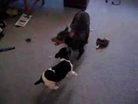 Lola vs. Sniper