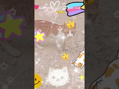 لم استطع الصبر لقد فقدت جميع حيواناتي حتى القط الذي كان اجملهم و افضلهم تركني وحيدة انا تحطمت