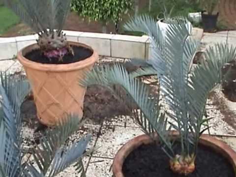 Video: Informacije o njezi sago palmi