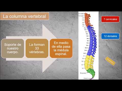 LOS HUESOS DE LA COLUMNA VERTEBRAL