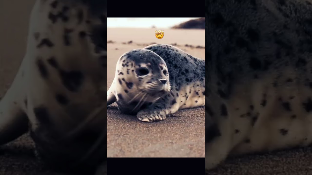 Мегалодон ,монстр из глубин океана 