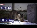 【夕やけにゃんだん・７匹】 Offering to Tama River Bank Stray Cats File 18  【多摩川土手の野良猫達への餌・供物】