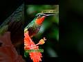 Hummingbird (हमिंगबर्ड) दुनिया का सबसे छोटा पक्षी है जो हवा में स्थिर रहकर उड़ सकता है #shorts #yt