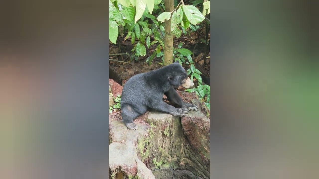 Sun Bear in Borneo. Malaysia